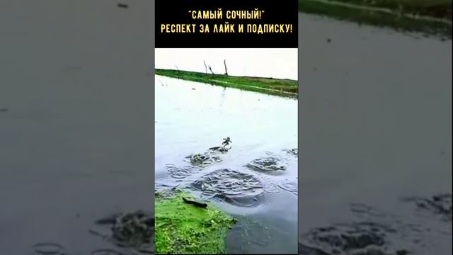 Приколы с юмором