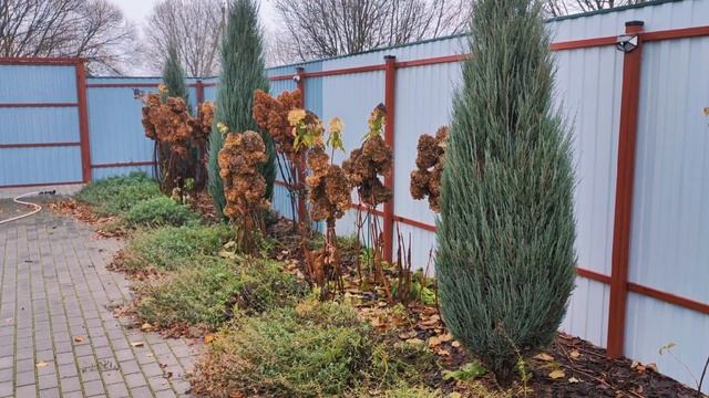 Изгородь с гартензиями осенью и летом