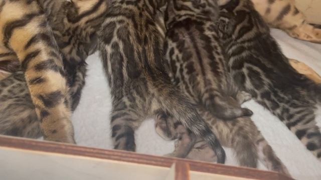 Бенгальские котятки😻