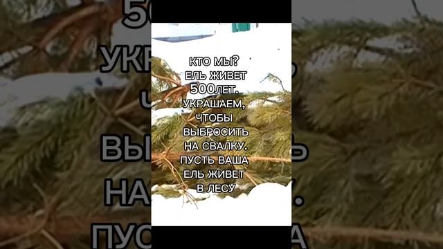 Ель- заложница нашей тщеславной души. Миллионы тонн  елей на свалке. Кто мы?