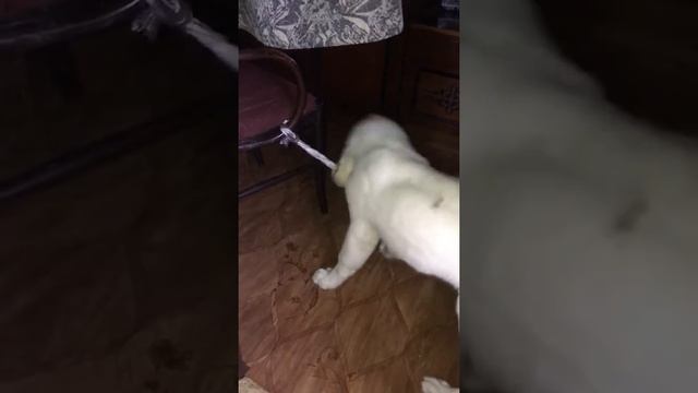 Шалости собачьи видео интересных собак и шенков(шенки)