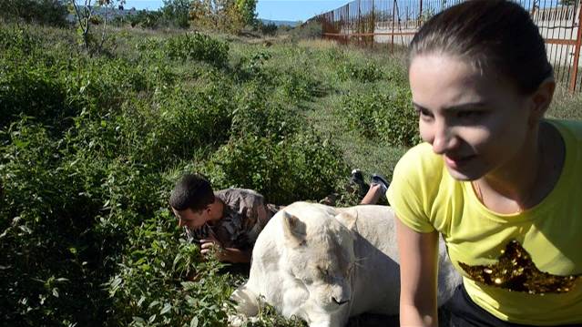 Девушке перед родами захотелось в Тайган  ко львам