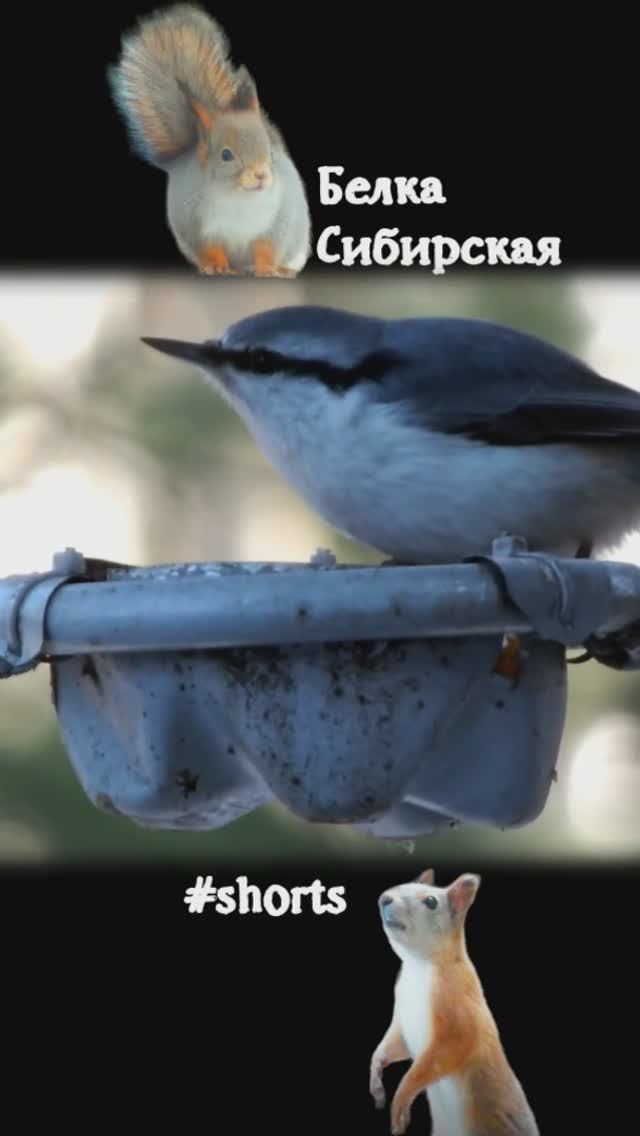 Поползень занимает кормушку