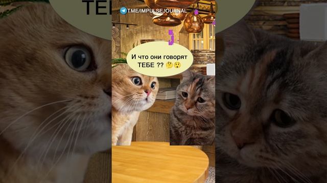 Мистика #мыкотики #вмем #разговор #анекдот #шутки #кот #юмор #смешное #прикольно #мемы #cat