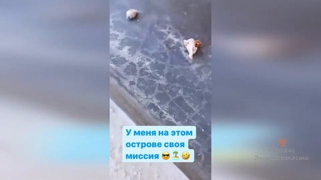 Ирина Дубцова спасает домик рака отшельника