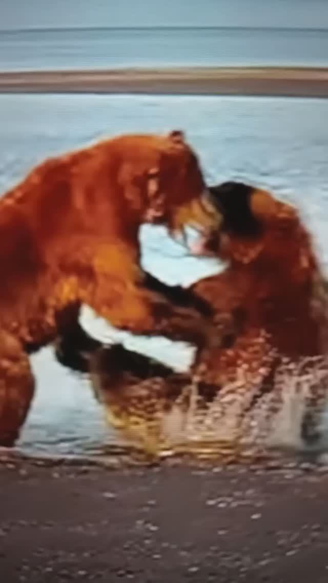 Схватка мохнатых тяжеловесов за добычу😯🤔#Shorts