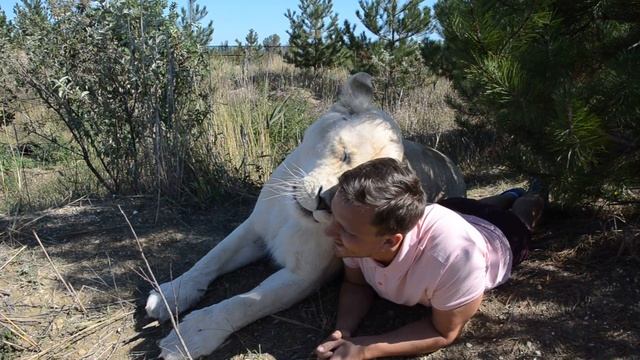 Львица просто завалилась на парня с девушкой! The lioness just fell on a guy with a girl!