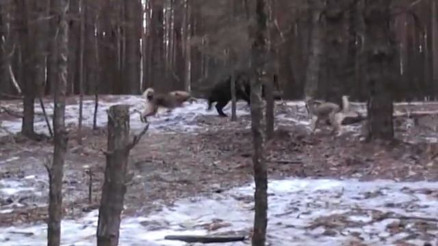 лайки ГУБАНОВА С.В. дети БЕРЦА И ШНЫРКИ В 7 мес. часть 2.
