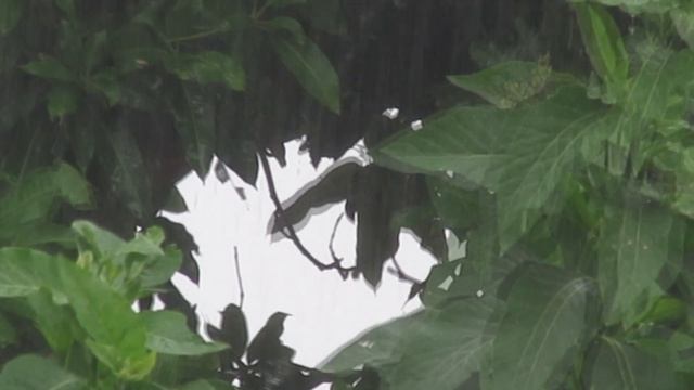 Sleep Instantly with Relaxing Rain and Thunder Sounds Hammering Rain  - 1 Hour Rain Sounds