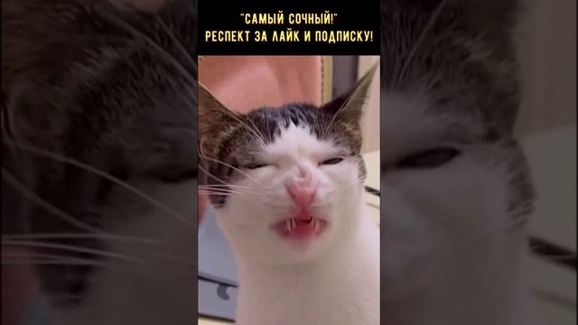 Приколы с юмором