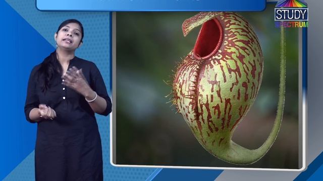 CBSE 7 Science Nutrition In Plants