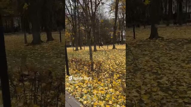 Пусть осень раскрасит твое настроение, хорошего дня всем!