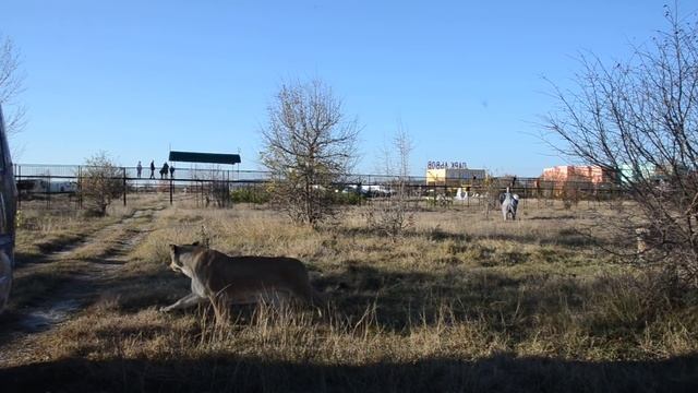 Львица Чоли загуляла ,а Чип пошел попить водички от ревности :))