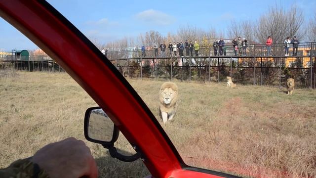 Львы и Саванна в легком тумане !