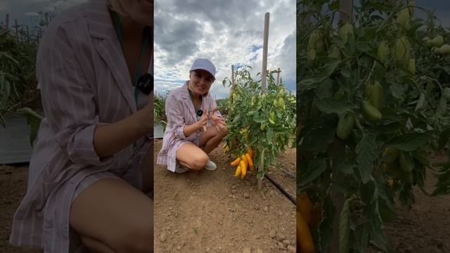 Супер-урожайный томат Банан Желтыйяркое лакомство на вашей грядке | Усадьба-Семена