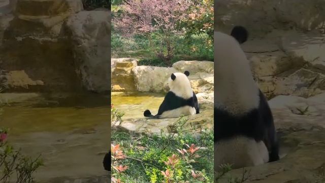 Вас тоже внезапно потянуло превратиться в эту панду?🐼😍❤️