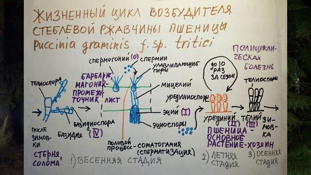 Фитопатология. Лекция 5 часть 1. Болезни зерновых