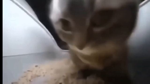 ЧИПИ Чипи чапа чапа ×2