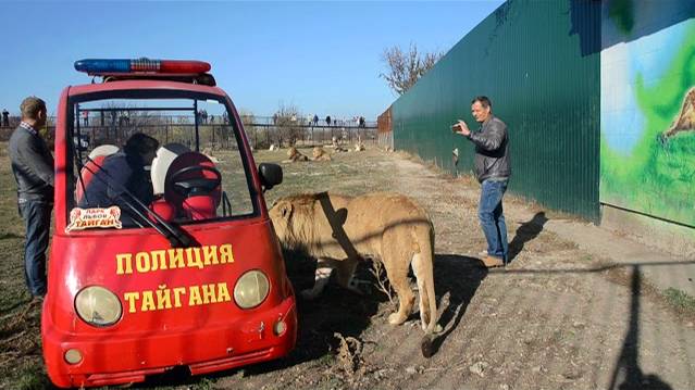 Выпускаем Филю на свободу ! 'Я большой ,сильный и страшно красивый лев !'