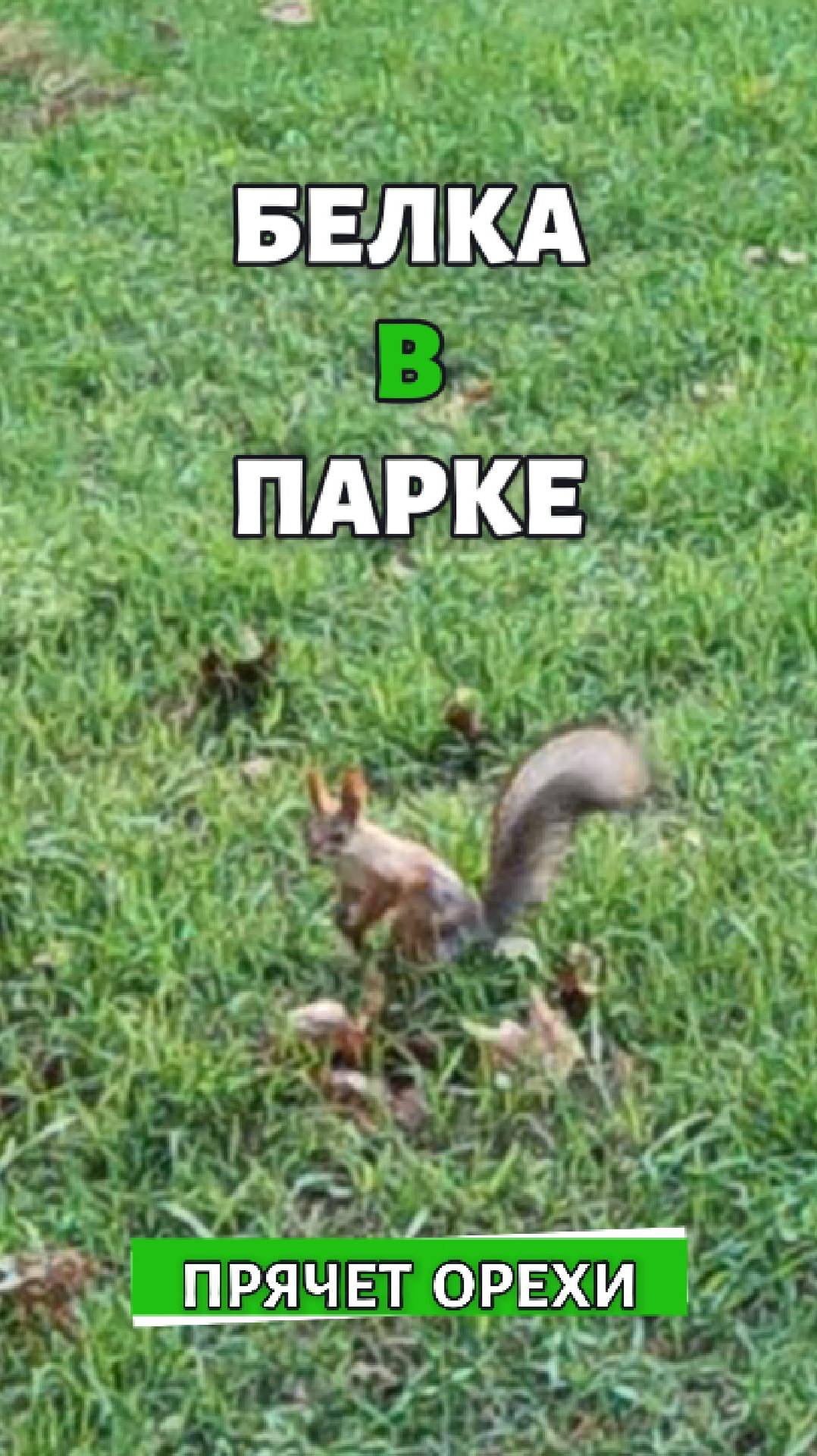 Белка в парке Победы