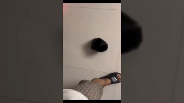 Щенок шпица – это буквально живой комок шерсти.