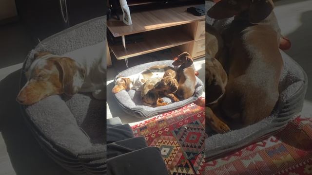 Dachshunds sunbathing ☀️