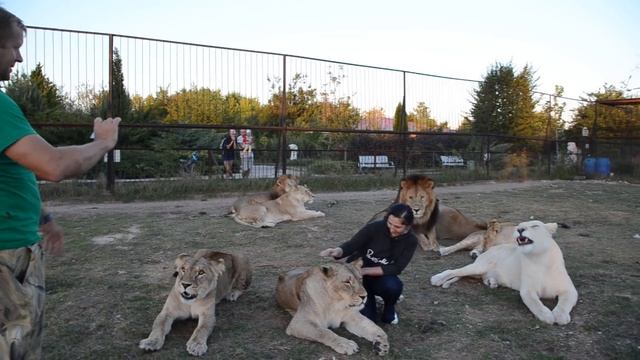 Очень красивая  фото-сессия среди девяти львов вовремя переклички