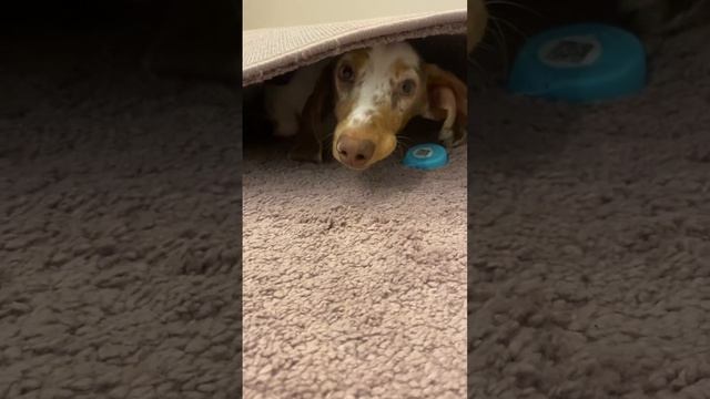 The dachshund’s best place to hide