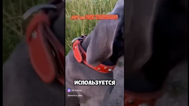 Лучший собачий ошейник