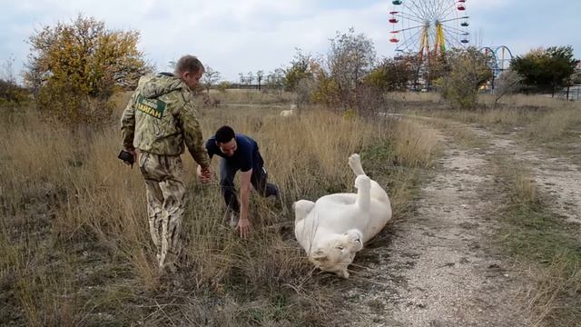 Человек убегает от РАЗЪЯРЕННОГО ЛЬВА!