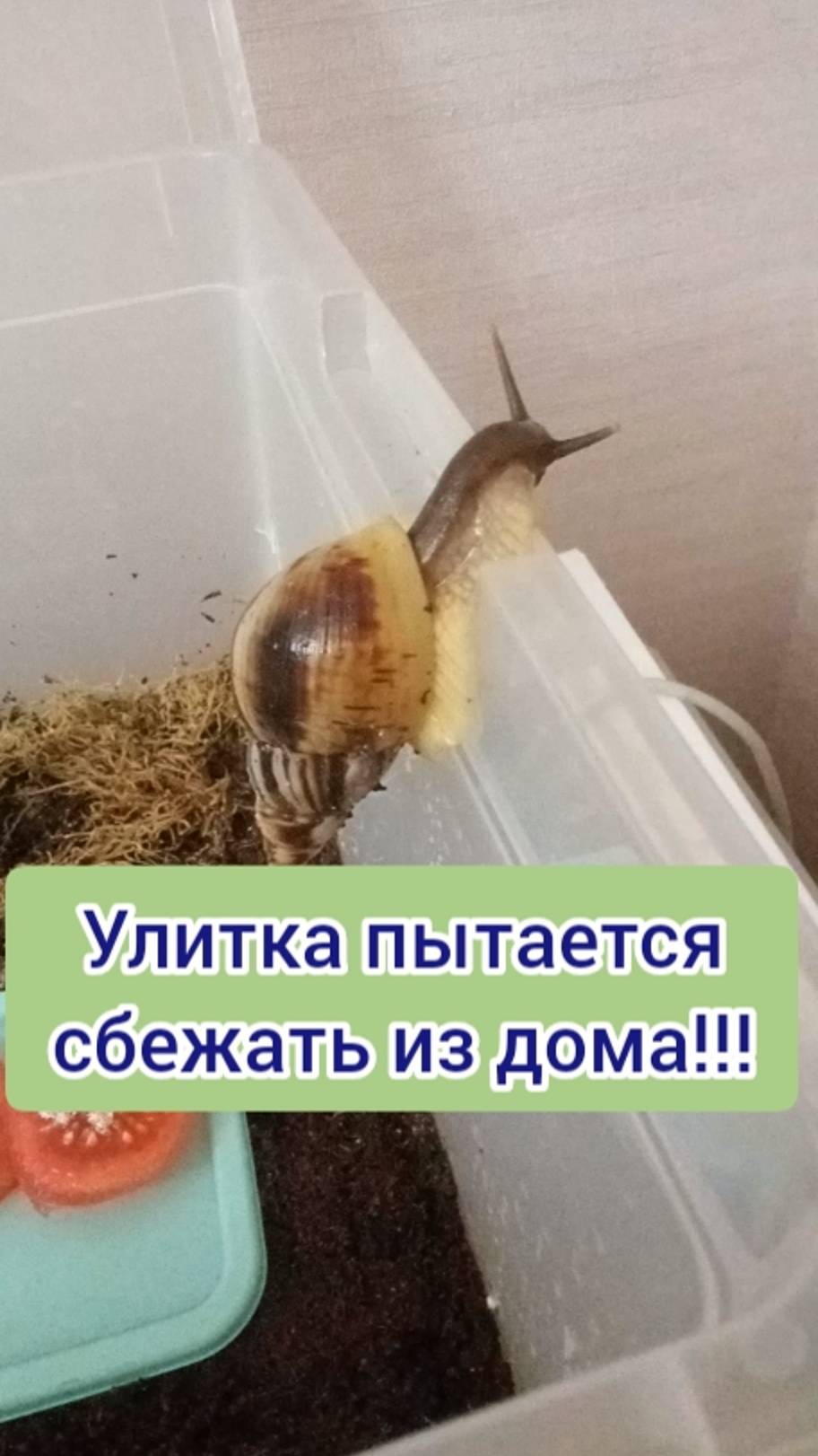 УЛИТКА АХАТИНА ПЫТАЕТСЯ СБЕЖАТЬ ИЗ ДОМА!!!