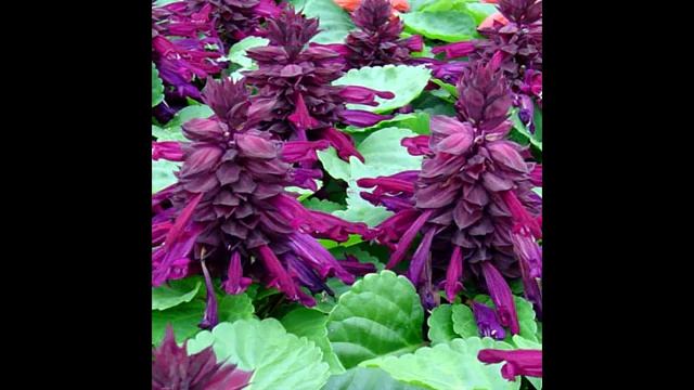 Лекарственный ШАЛФЕЙ 💐🌺💐 Полезные свойства и его применение