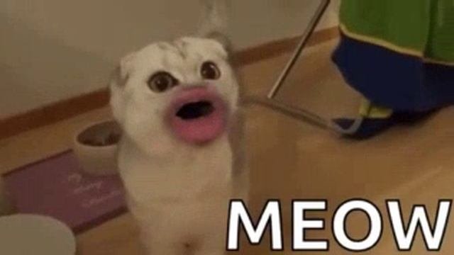 самый смешной кот в мире🤣🤣🤣🤣🤣🤣🤣🤣🤣