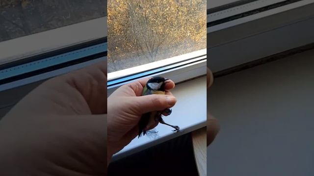 Синичка начало.