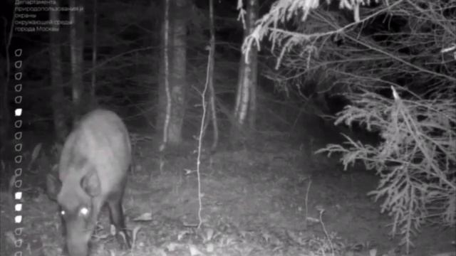 🐗У кабанов начался брачный период, когда они особенно опасны🐗