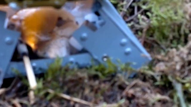 одиночный поход в лес с ночевкой   "Андреевский"