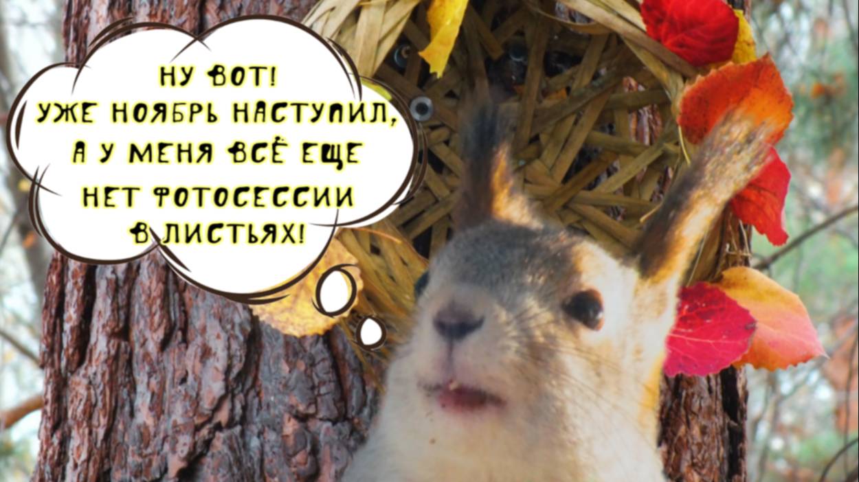 Белка в осеннем образе