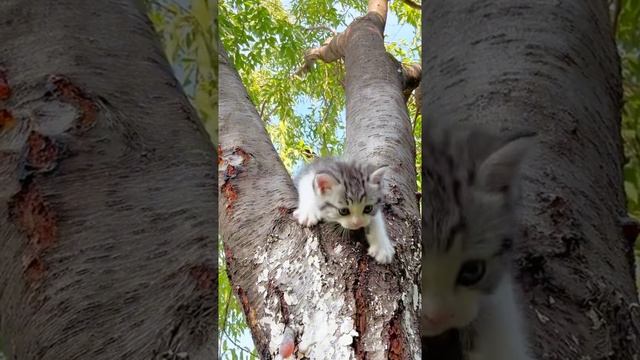 Братья меньшие