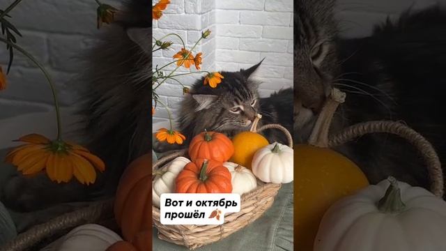 #короткиевидео #котики