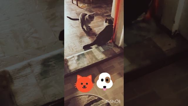 коты драчуны