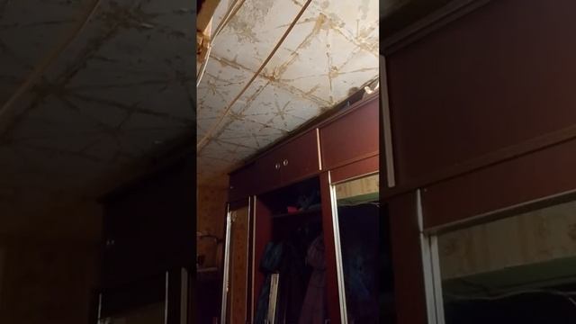 Синичка. Коты бдят