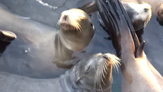 seals sneez/чихающие тюлени