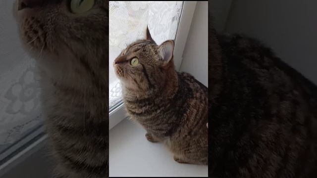 Сводит челюсти, как хочется скушать #Котик