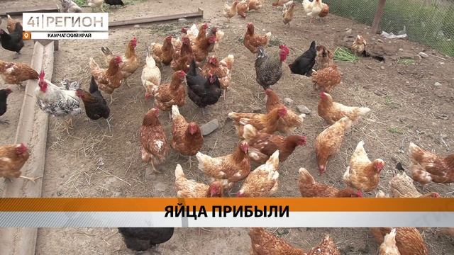 КОНТЕЙНЕРЫ С КУРИНЫМИ ЯЙЦАМИ РАЗГРУЗЯТ В БЛИЖАЙШИЕ ДНИ НА КАМЧАТКЕ • НОВОСТИ КАМЧАТКИ