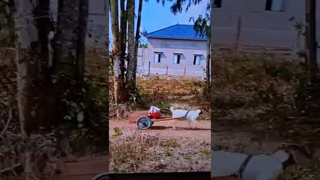 кстати я поеду на русский в Владивостоке