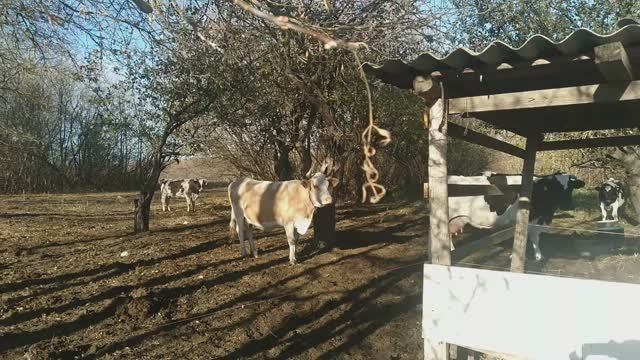 Обрабатываем коровник перед зимой//Привезли МАЗ Жома для коров.