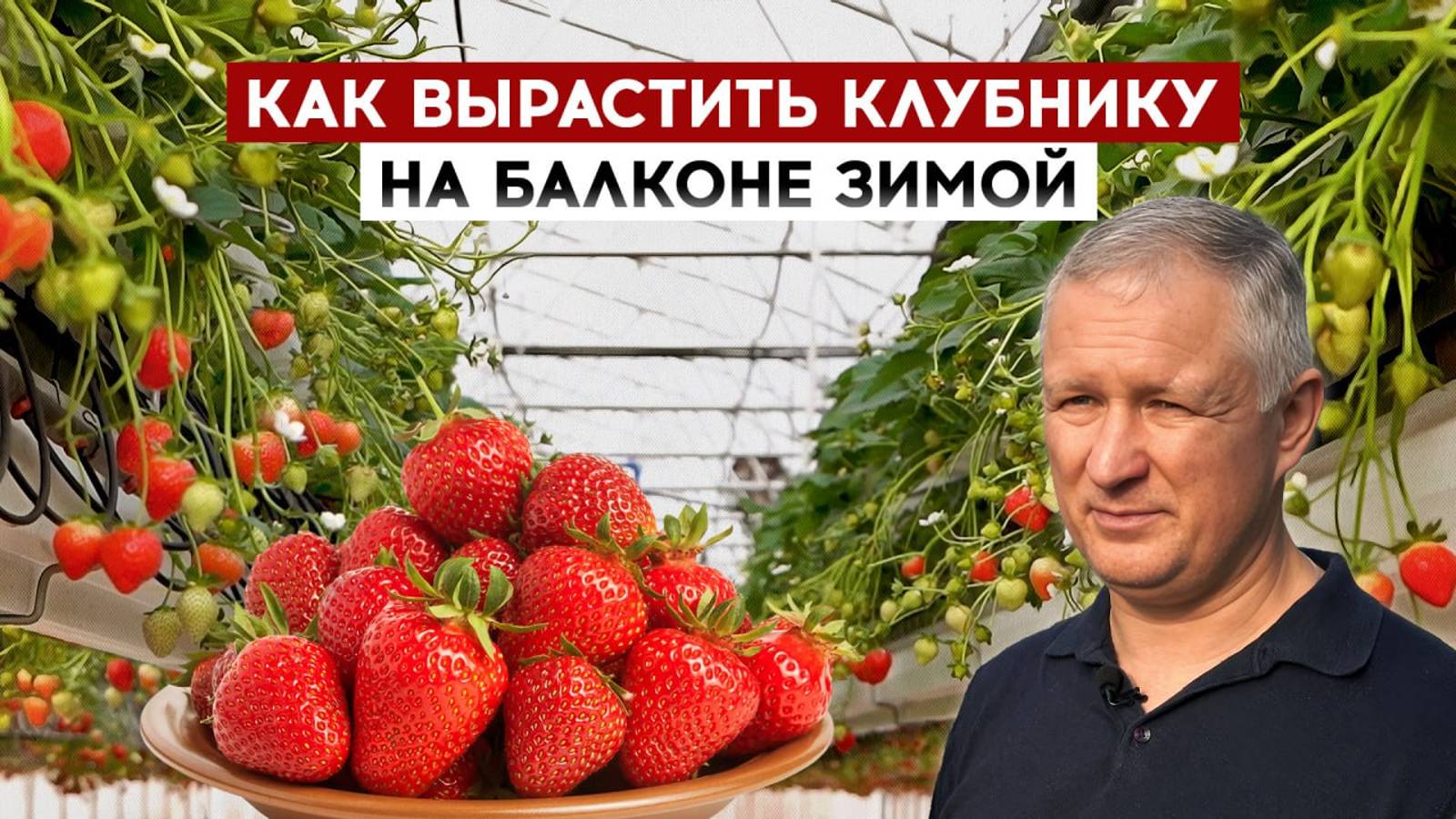 Как вырастить клубнику на балконе