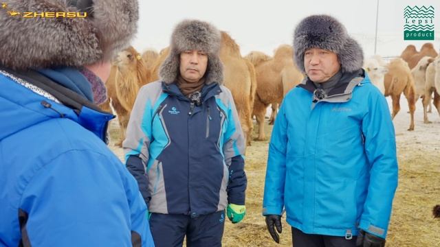 Назначение верблюдов на случку. Подбор самцов производителей для верблюдоматок. Верблюжья любовь