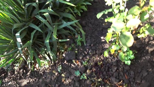 Удобрила розы🌹🌹🌹 Какая мать такие и дети😻😍 Заготовили полуфабрикаты😋