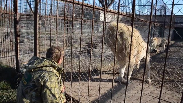 Белоснежный Рокки превратился в шикарного льва  ,а Миледи в прекрасную львицу !